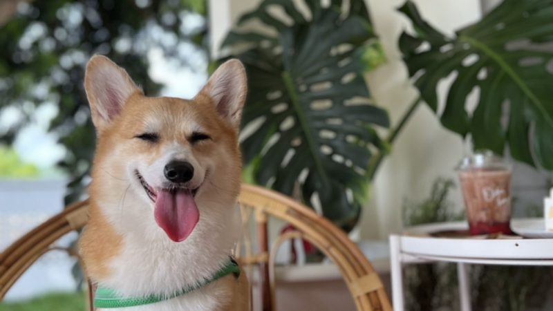น้องหมา Shiba ยิ้มสดใสที่ Olden House Cafe คาเฟ่ Pet Friendly สัตหีบ