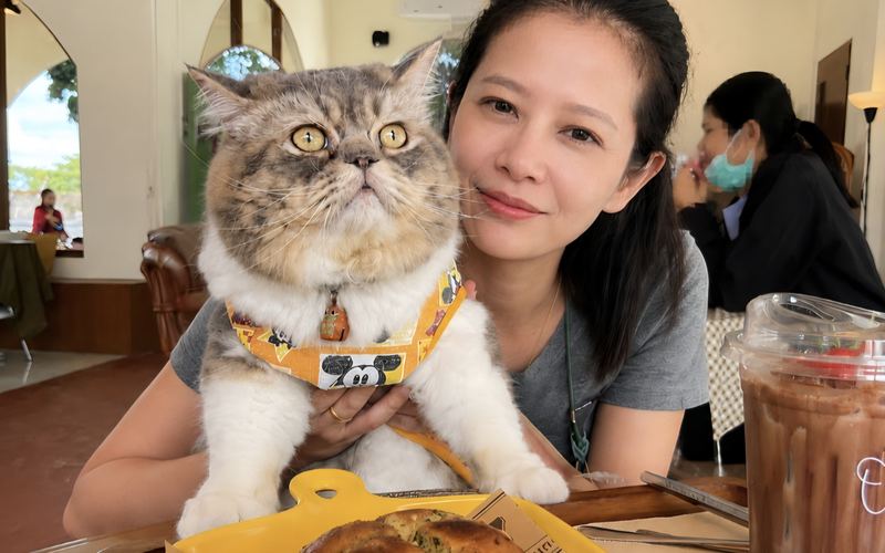 ลูกค้าพาน้องแมว Exotic Shorthair มานั่งในร้าน Olden House Cafe สัตหีบ พร้อมขนมปังกระเทียมชีสและเครื่องดื่ม