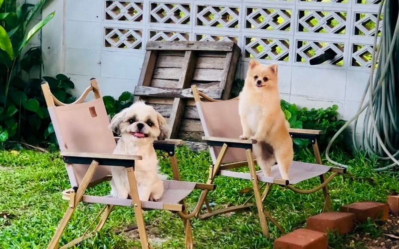น้องหมา Shih Tzu และ Pomeranian นั่งโพสท่าบนเก้าอี้ในสวนด้านหลัง Olden House Cafe สัตหีบ