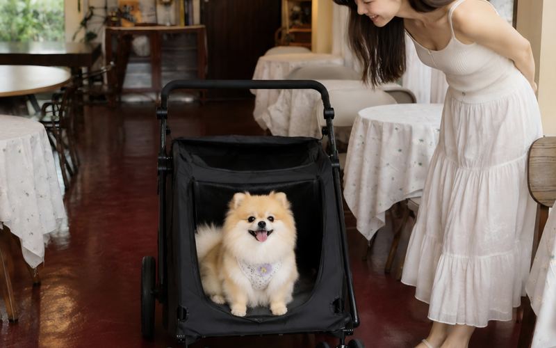 น้อง Pomeranian น่ารักในรถเข็นสัตว์เลี้ยง ภายใน Olden House Cafe สัตหีบ เจ้าของยืนยิ้มมอง